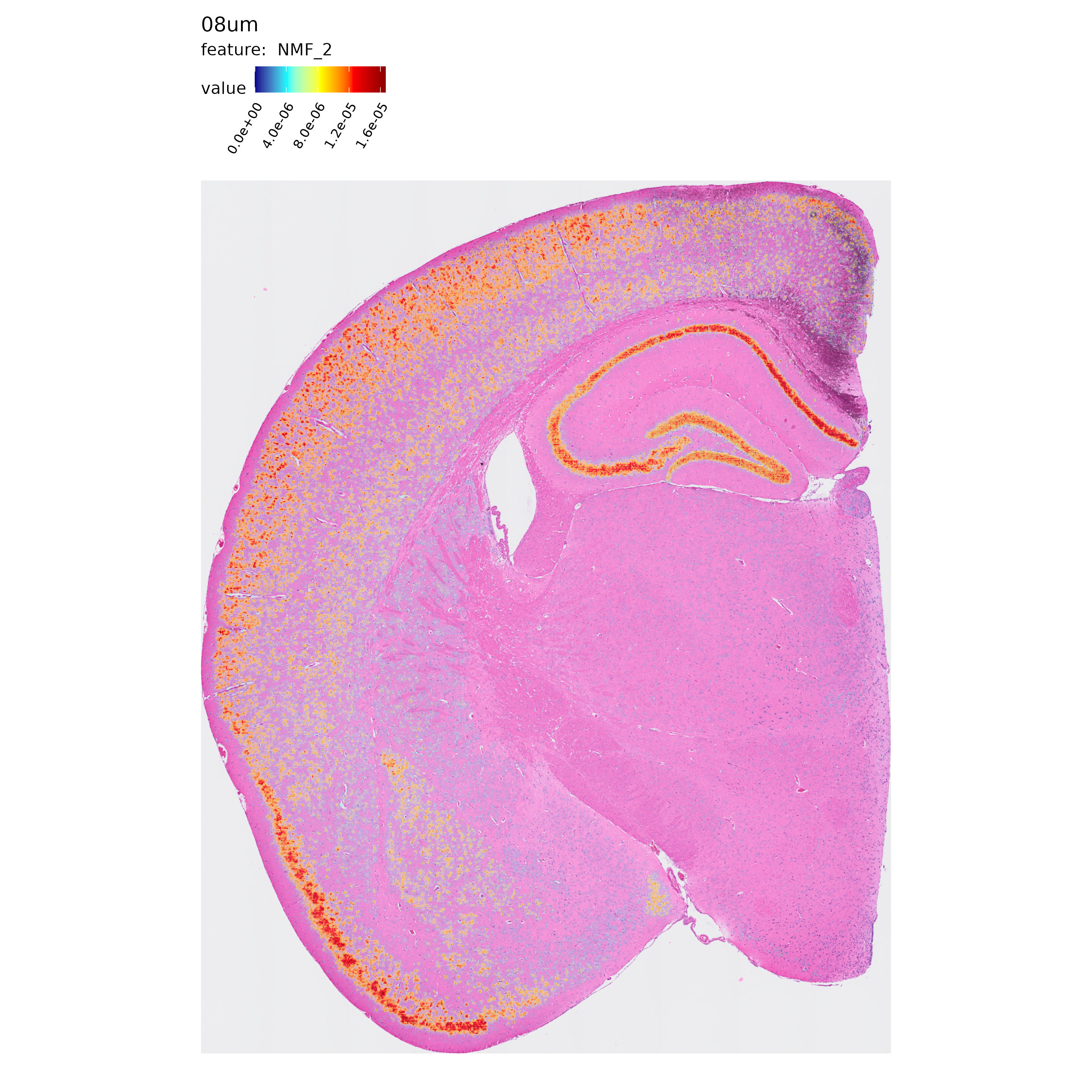 VisiumHD: loading and basic plotting • semla